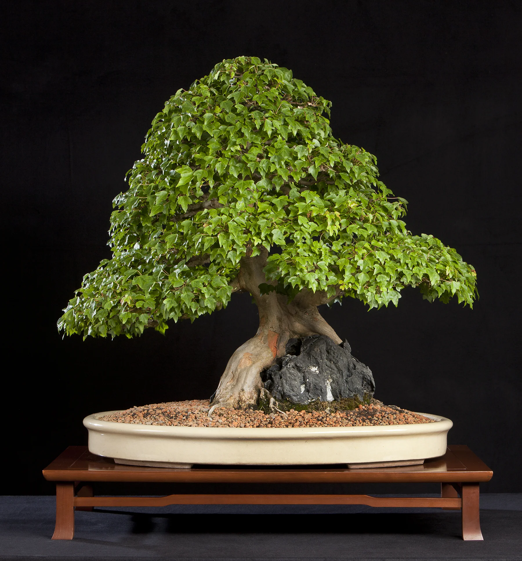 Japanese Collection — National Bonsai Foundation